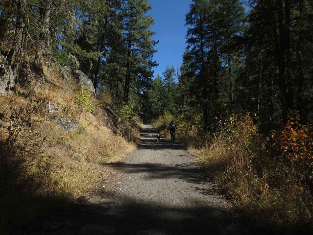 Biking with dog by Susan Fluegel